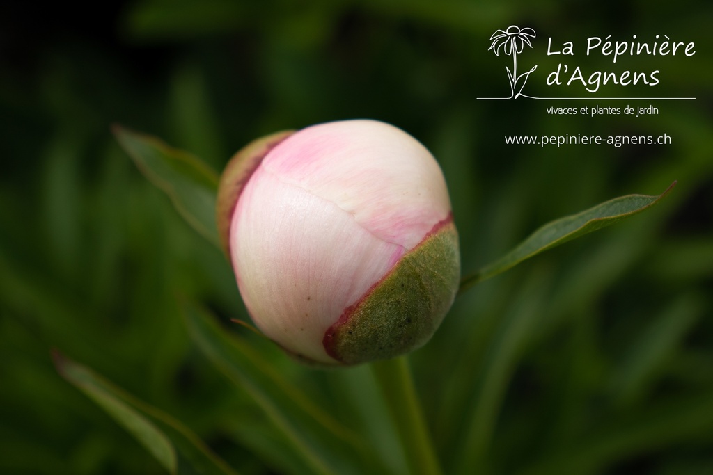 Paeonia officinalis 'Alba Plena' - La pépinière d'Agnens