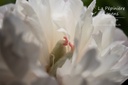 Paeonia officinalis 'Alba Plena' - La pépinière d'Agnens