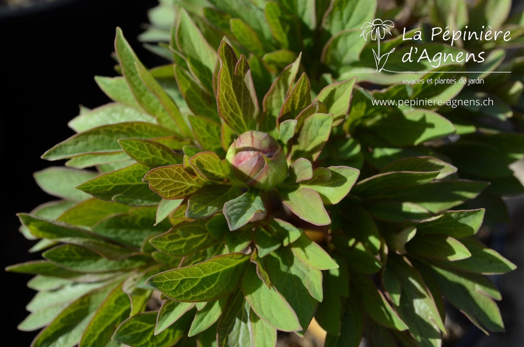Paeonia officinalis 'Anemoniflora' - La pépinière d'Agnens