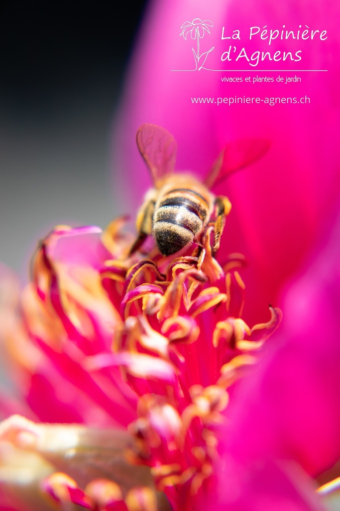 Paeonia officinalis 'Anemoniflora' - La pépinière d'Agnens