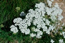 Achillea millefolium 'Schneetaller' - La Pépinière D'agnens