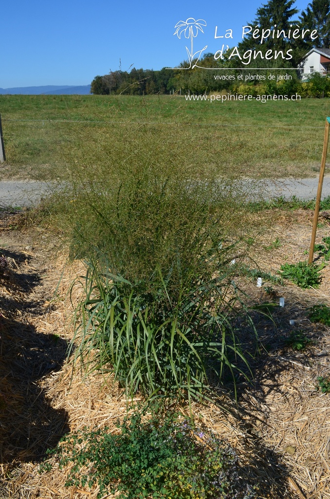 Panicum virgatum 'Heavy Metal' - La pépinière d'Agnens