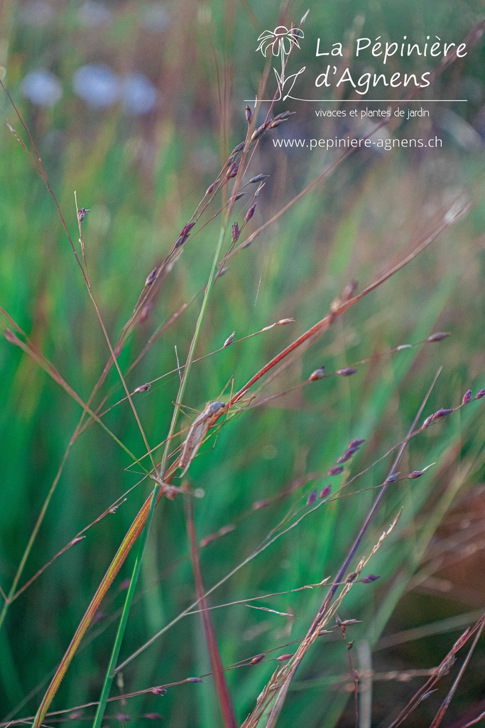 Panicum virgatum 'Shenandoah' - La pépinière d'Agnens