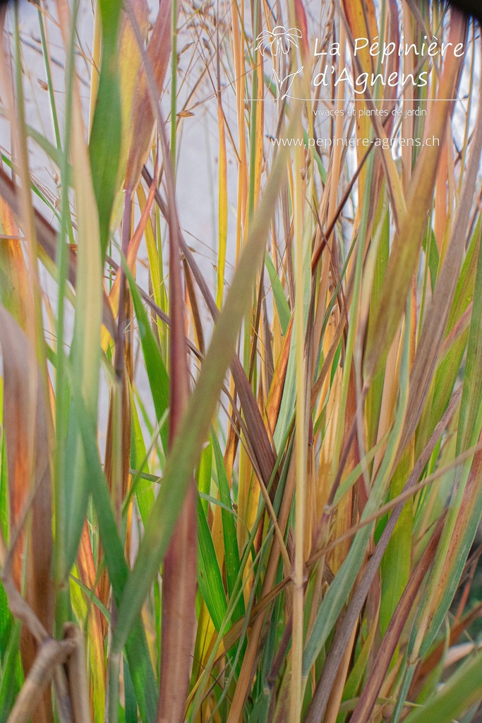 Panicum virgatum 'Shenandoah' - La pépinière d'Agnens