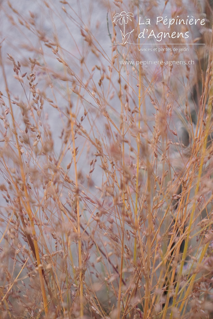 Panicum virgatum 'Shenandoah' - La pépinière d'Agnens