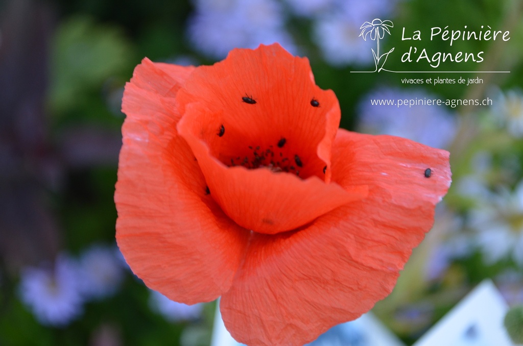 Papaver rhoeas - La pépinière d'Agnens