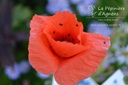 Papaver rhoeas - La pépinière d'Agnens