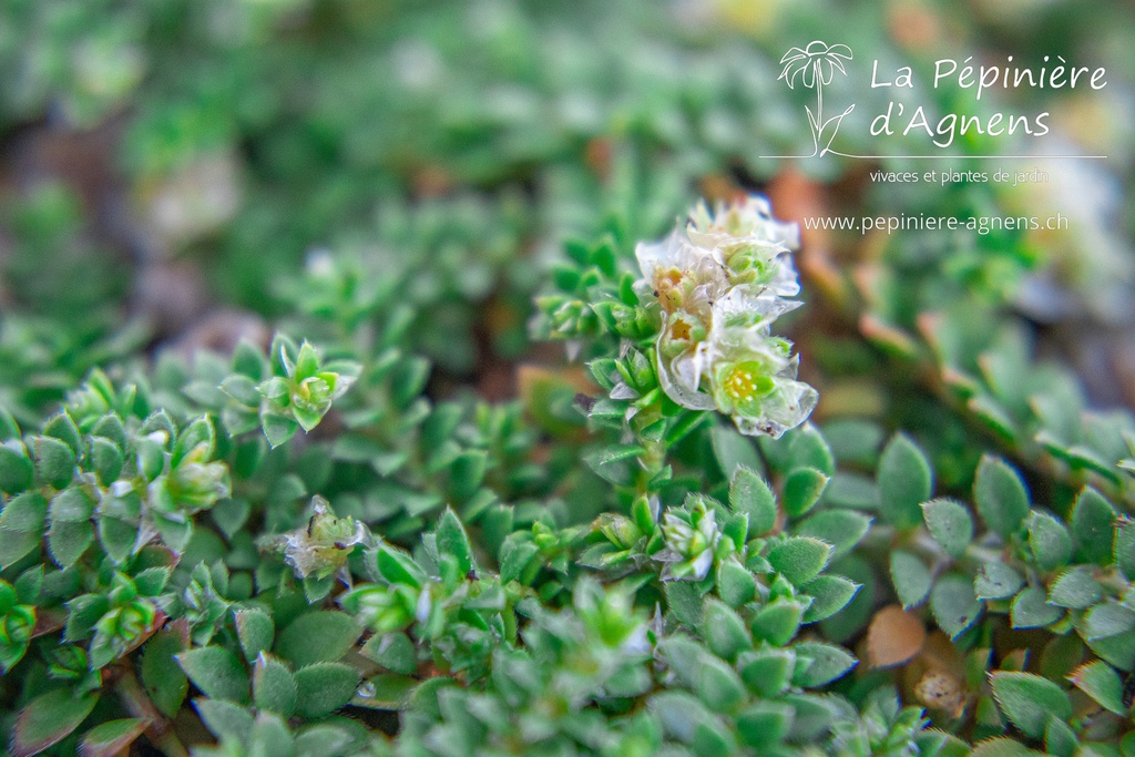 Paronychia kapela ssp serpyllifolia - La pépinière d'Agnens