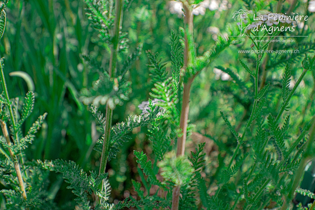 Achillea millefolium 'Schneetaller' - La Pépinière D'agnens