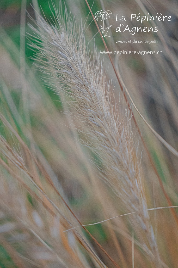 Pennisetum alopecuroides 'Cassian' - La pépinière d'Agnens