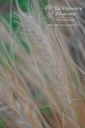 Pennisetum alopecuroides 'Cassian' - La pépinière d'Agnens