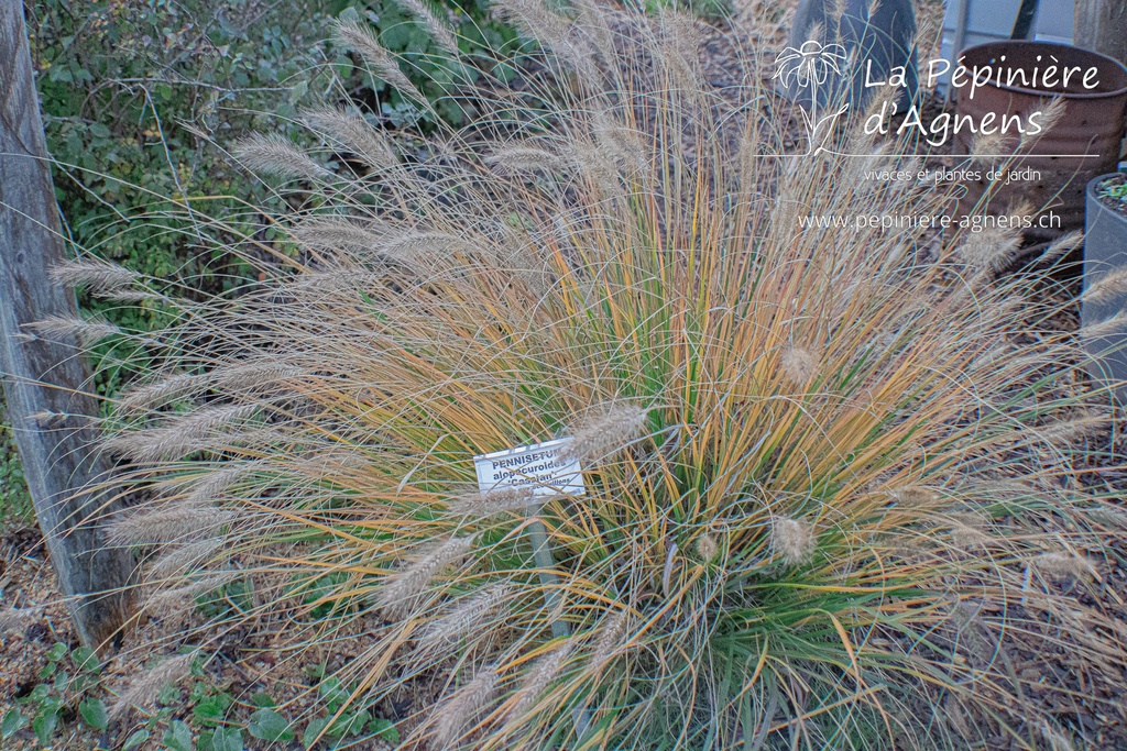 Pennisetum alopecuroides 'Cassian' - La pépinière d'Agnens