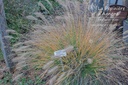 Pennisetum alopecuroides 'Cassian' - La pépinière d'Agnens