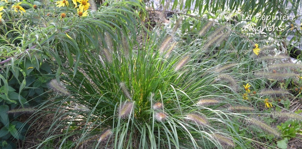 Pennisetum alopecuroides 'Cassian' - La pépinière d'Agnens