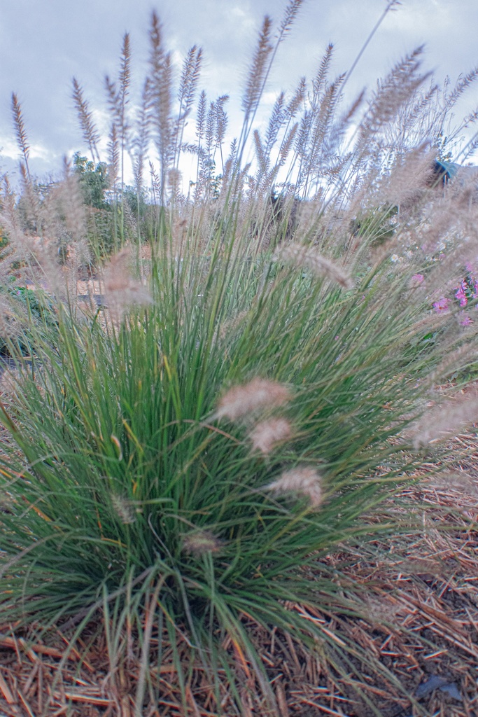 Pennisetum alopecuroides 'Hameln' - La pépinière d'Agnens
