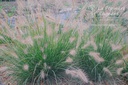 Pennisetum alopecuroides 'Hameln' - La pépinière d'Agnens