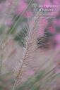 Pennisetum alopecuroides 'Hameln' - La pépinière d'Agnens