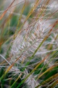 Pennisetum alopecuroides 'Little Bunny' - La pépinière d'Agnens