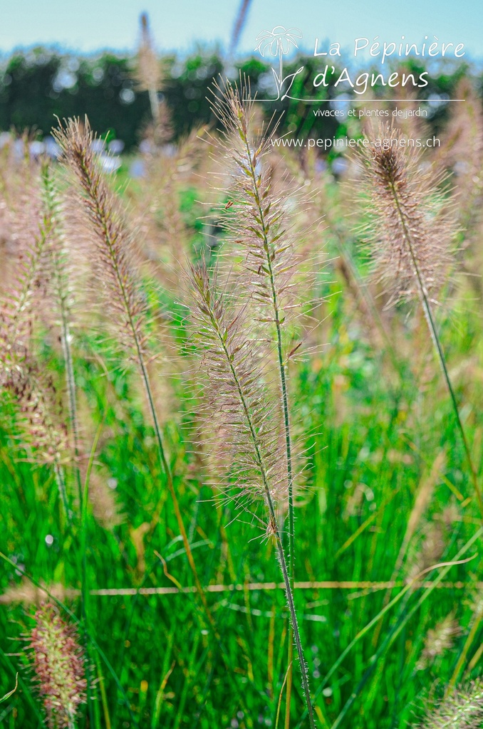 Pennisetum alopecuroides 'Little Bunny' - La pépinière d'Agnens