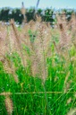 Pennisetum alopecuroides 'Little Bunny' - La pépinière d'Agnens