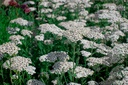 Achillea millefolium 'Schneetaller' - La Pépinière D'agnens