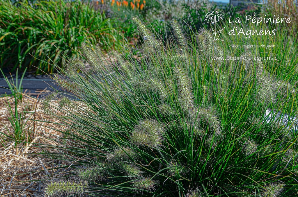 Pennisetum alopecuroides 'Little Bunny' - La pépinière d'Agnens