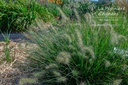 Pennisetum alopecuroides 'Little Bunny' - La pépinière d'Agnens