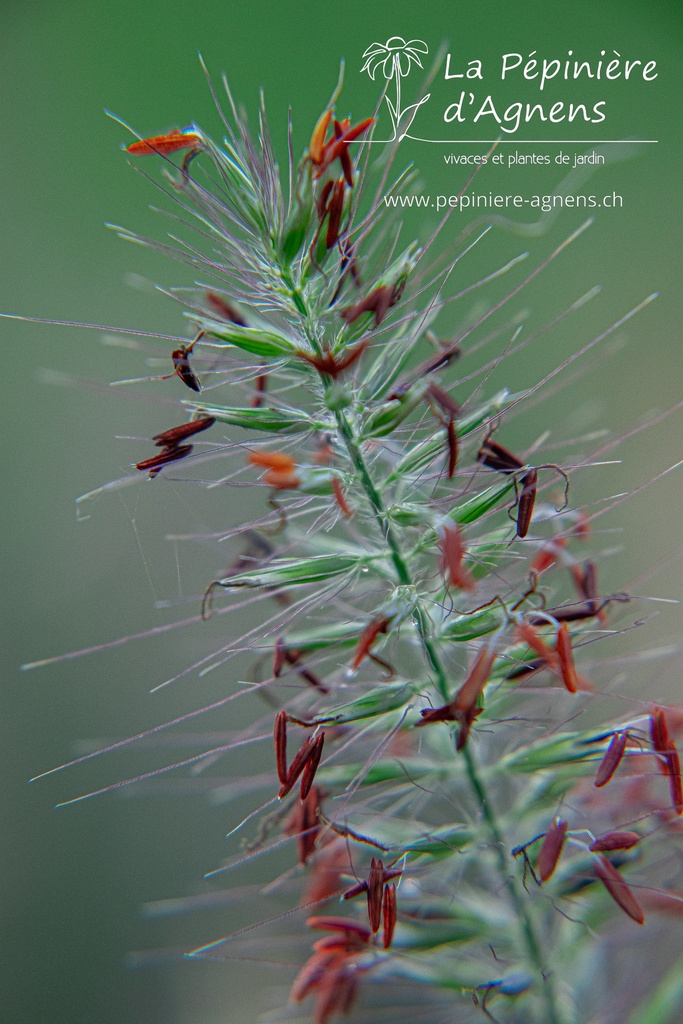 Pennisetum alopecuroides 'Little Bunny' - La pépinière d'Agnens