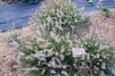 Pennisetum alopecuroides 'Little Bunny' - La pépinière d'Agnens