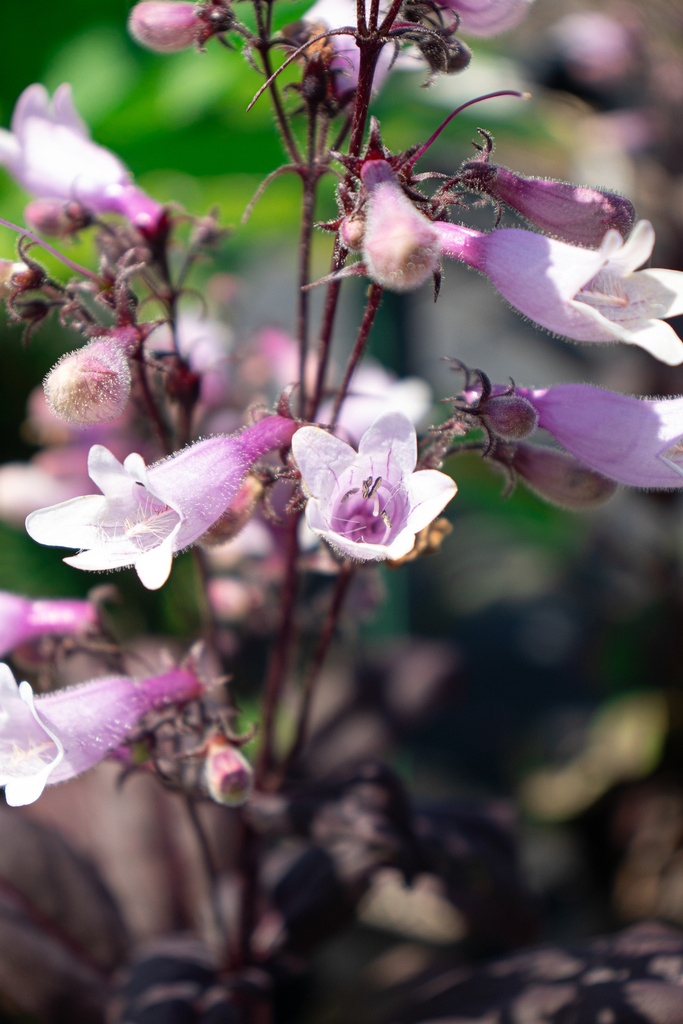 Penstemon digitalis 'Dark Tower' - La pépinière d'Agnens