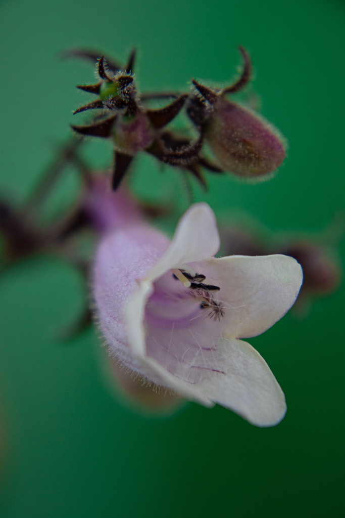 Penstemon digitalis 'Dark Tower' - La pépinière d'Agnens