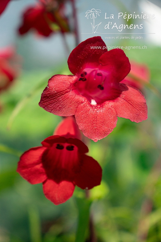 Penstemon hybride 'Schoenholzeri' - La pépinière d'Agnens