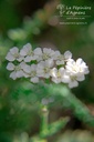 Achillea millefolium 'Schneetaller' - La Pépinière D'agnens