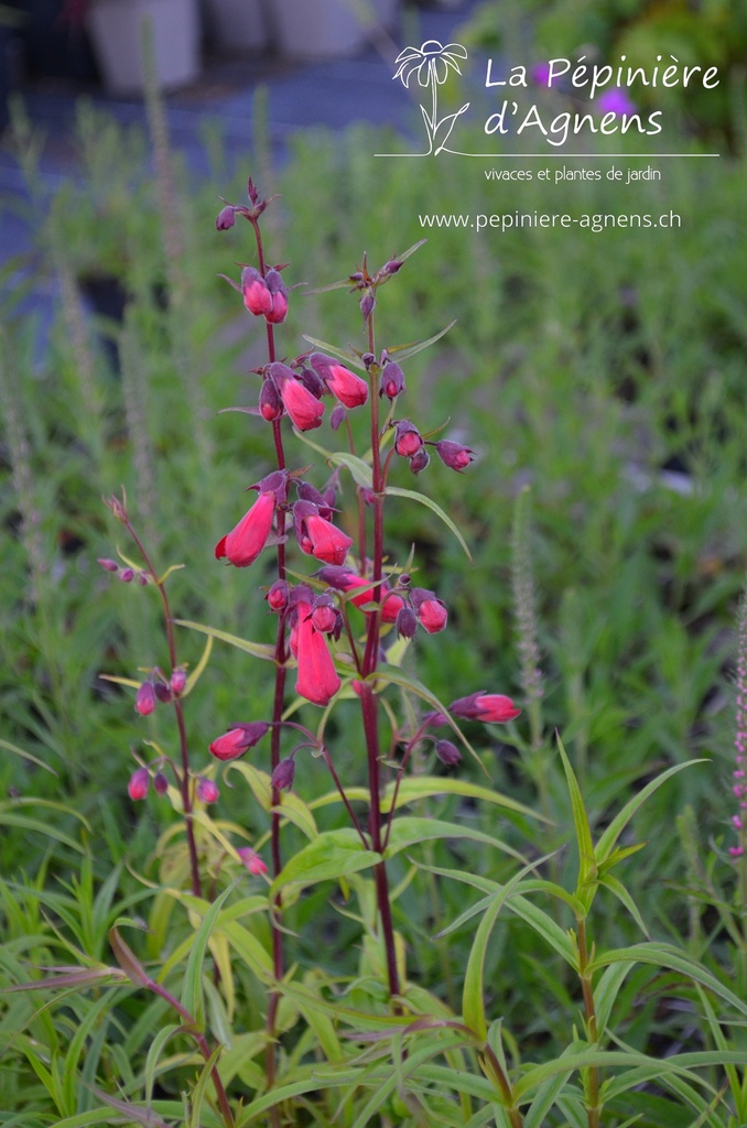 Penstemon hybride 'Schoenholzeri' - La pépinière d'Agnens