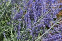 Perovskia atriplicifolia 'Blue Spire' - La pépinière d'Agnens