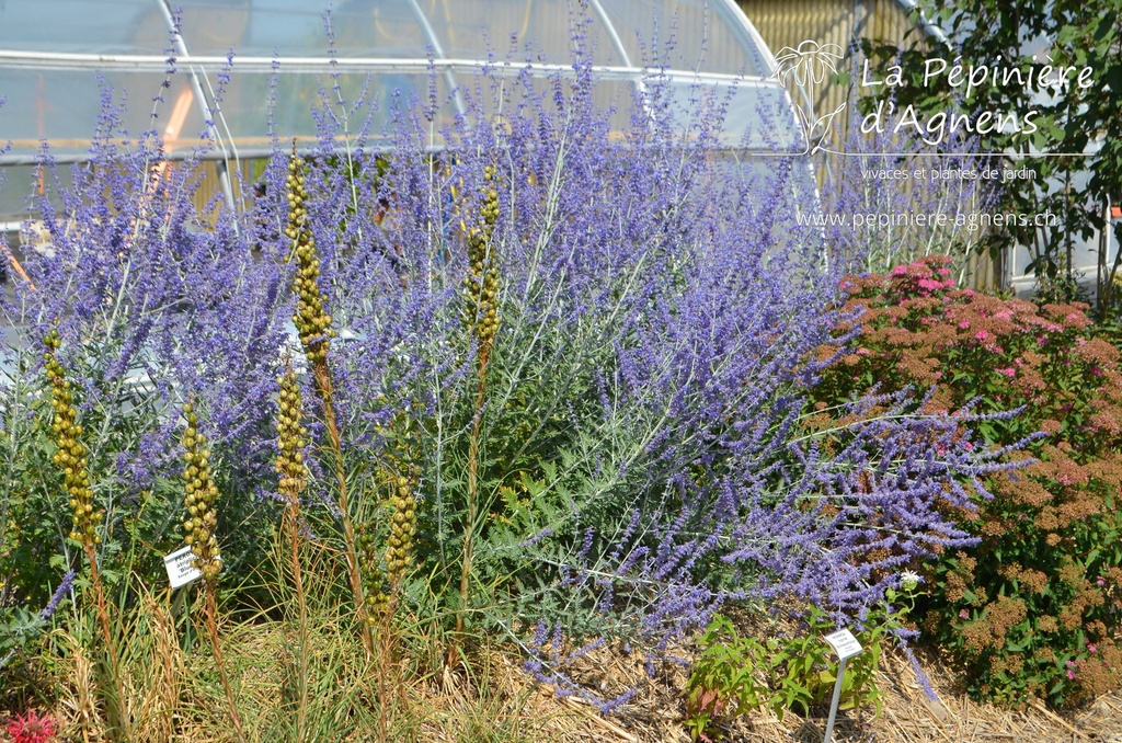 Perovskia atriplicifolia 'Blue Spire' - La pépinière d'Agnens