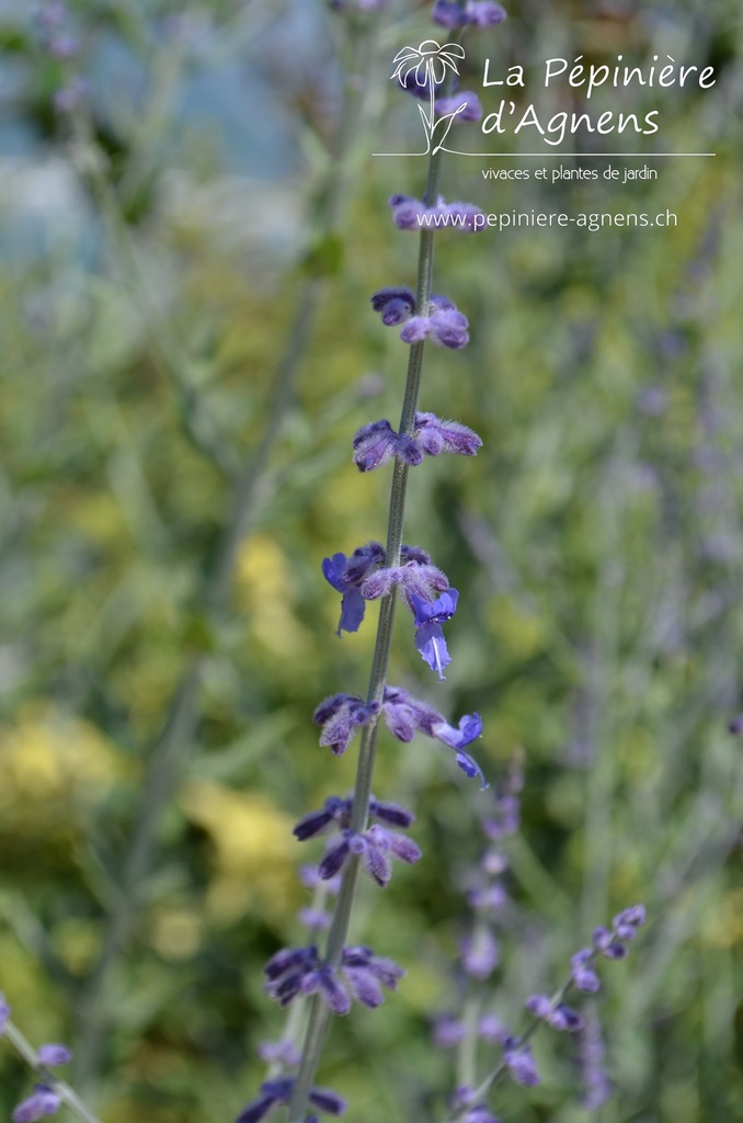 Perovskia atriplicifolia 'Little Spire' - La pépinière d'Agnens