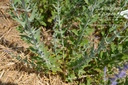 Perovskia atriplicifolia 'Little Spire' - La pépinière d'Agnens