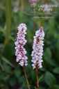 Persicaria affinis 'Superbum' - La pépinière d'Agnens