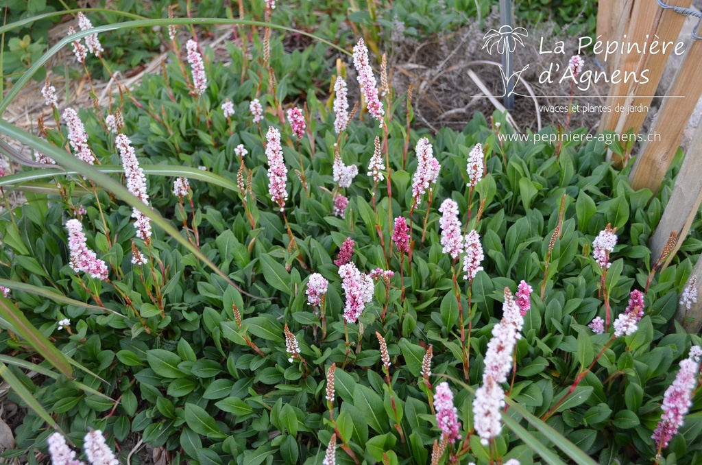 Persicaria affinis 'Superbum' - La pépinière d'Agnens