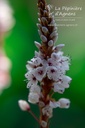 Persicaria affinis 'Superbum' - La pépinière d'Agnens