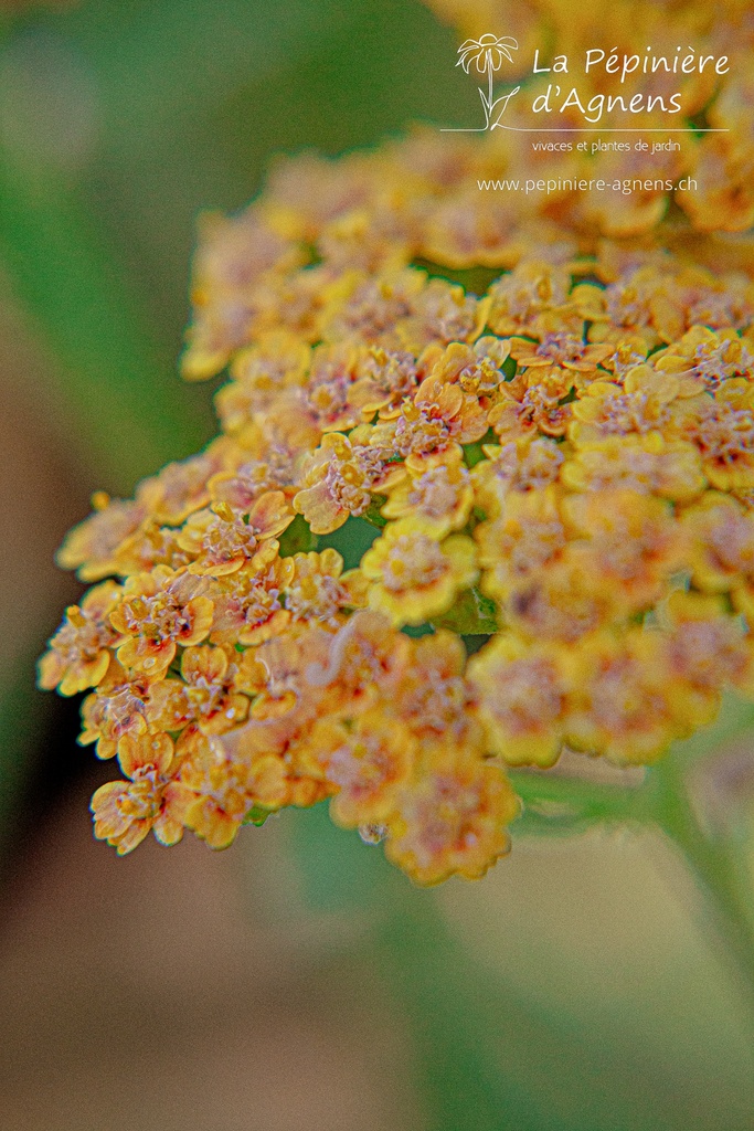 Achillea millefolium 'Terracotta' - La Pépinière D'agnens