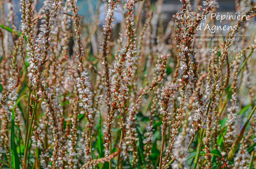 Persicaria amplexicaulis 'Alba' - La pépinière d'Agnens