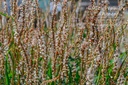 Persicaria amplexicaulis 'Alba' - La pépinière d'Agnens