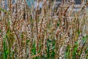 Persicaria amplexicaulis 'Alba' - La pépinière d'Agnens