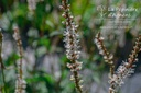 Persicaria amplexicaulis 'Alba' - La pépinière d'Agnens