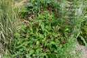 Persicaria amplexicaulis 'Blackfield' - La pépinière d'Agnens