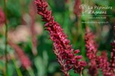 Persicaria amplexicaulis 'Blackfield' - La pépinière d'Agnens