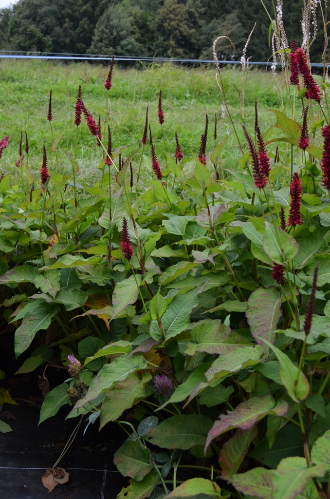 Persicaria amplexicaulis 'Blackfield' - La pépinière d'Agnens