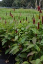 Persicaria amplexicaulis 'Blackfield' - La pépinière d'Agnens